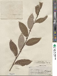 Salix monticola image