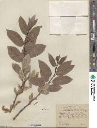 Salix monticola image