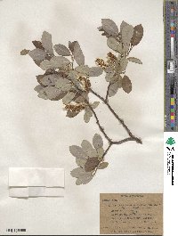 Salix monticola image