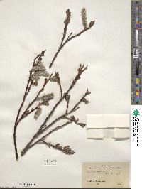 Salix pulchra image