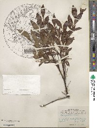 Salix pulchra image