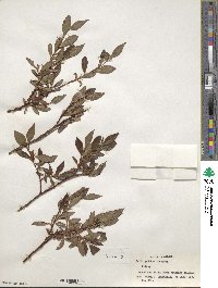 Salix pulchra image