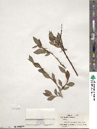 Salix pulchra image