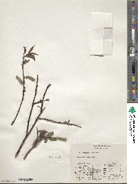 Salix pulchra image