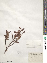 Salix pulchra image