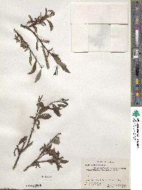 Salix pulchra image