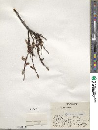 Salix pulchra image