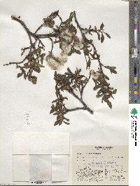 Salix pulchra image