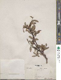 Salix pulchra image