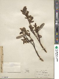 Salix pulchra image