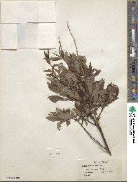 Salix pulchra image