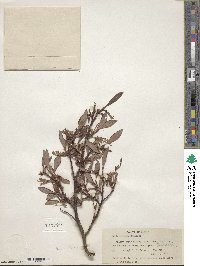 Salix pulchra image