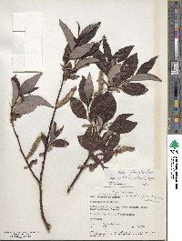 Salix pulchra image