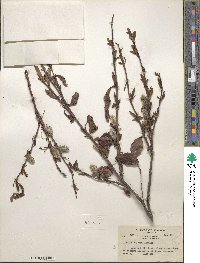 Salix pulchra image