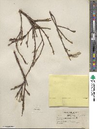 Salix pulchra image