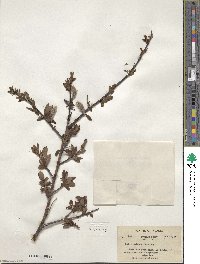 Salix pulchra image