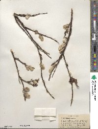 Salix pulchra image