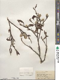 Salix pulchra image