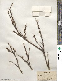 Salix pulchra image