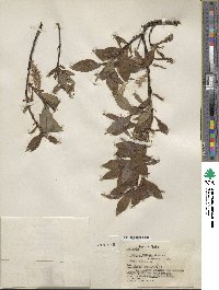 Salix pulchra image