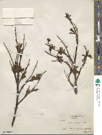 Salix pulchra image