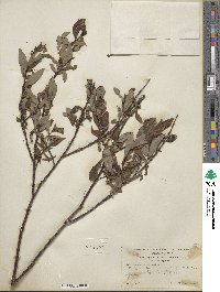 Salix pulchra image