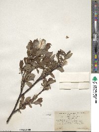 Salix pulchra image