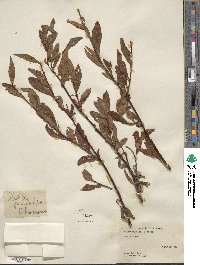 Salix pulchra image