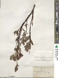 Salix pulchra image