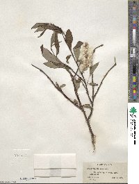 Salix pulchra image