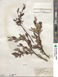 Salix pulchra image