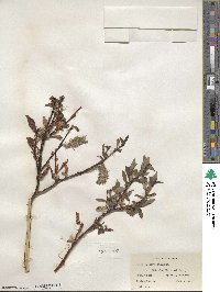 Salix pulchra image