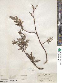 Salix pulchra image