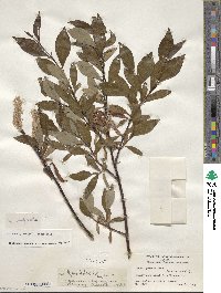 Salix pulchra image