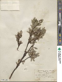 Salix pulchra image