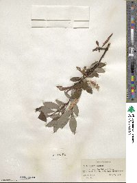 Salix pulchra image