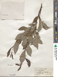 Salix pulchra image