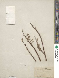 Salix pulchra image