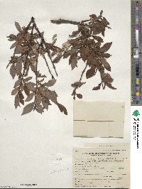 Salix pulchra image