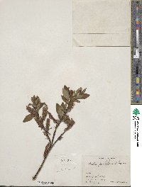 Salix pulchra image