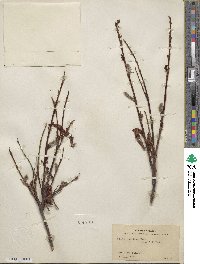 Salix pulchra image