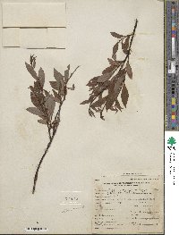 Salix pulchra image