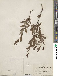 Salix pulchra image