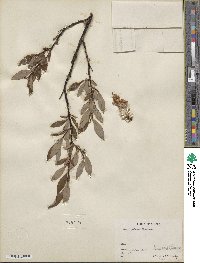 Salix pulchra image