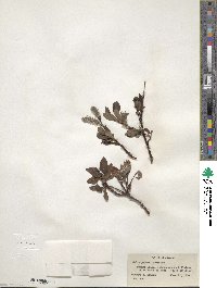 Salix pulchra image