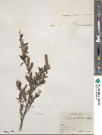 Salix pulchra image