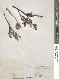 Salix pulchra image