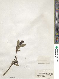 Salix pulchra image