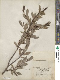 Salix pulchra image