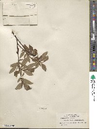 Salix pulchra image